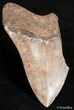 Partial / Inch Megalodon Tooth - Bargain #2494-1